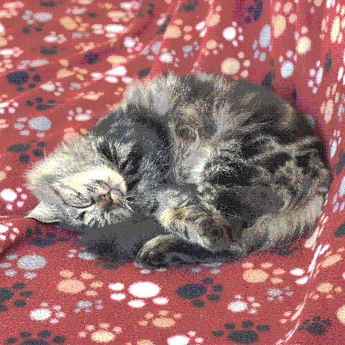 butters sleeping curled up on the couch